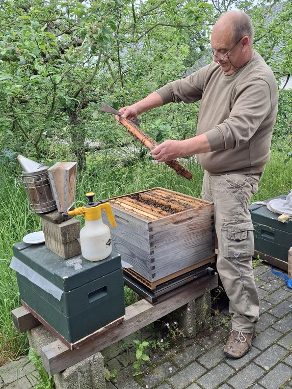 Ein Imker zieht am Lehrbienenstand des Vereins eine Wabe aus der Bienenbeute.